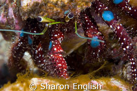 Hermit crab up close and personal. Nice kneepads dude! Sh... by Sharon English 