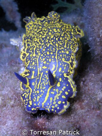 Ipselodoris valenciennesi by Torresan Patrick 