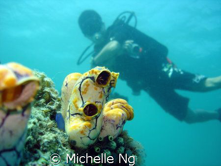 Shot taken at Sipadan. One of my favourite subjects is tu... by Michelle Ng 