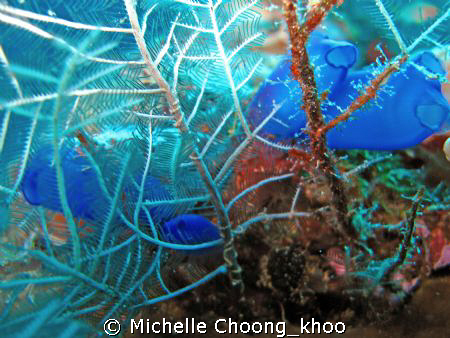 luminuous blue beauty amongst white coral branches..G7, n... by Michelle Choong_khoo 