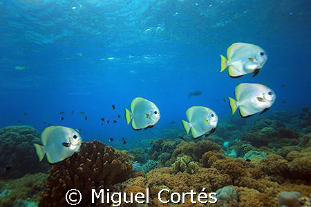 Sipadan's reef. by Miguel Cortés 