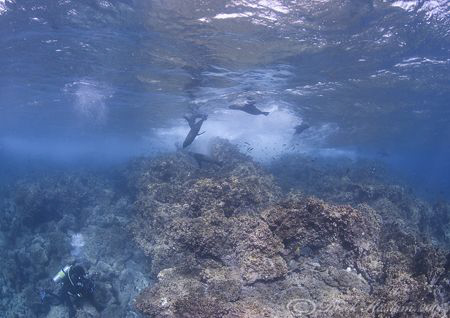 Mr T in action.. Galapagos.. D200, 10.5mm. by Derek Haslam 