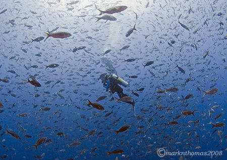 Soupe de Poisson.
Darwin, Galapagos.
10.5mm. by Mark Thomas 