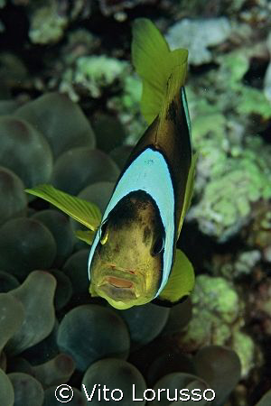 Fishs - Amphiprion bicinctus by Vito Lorusso 