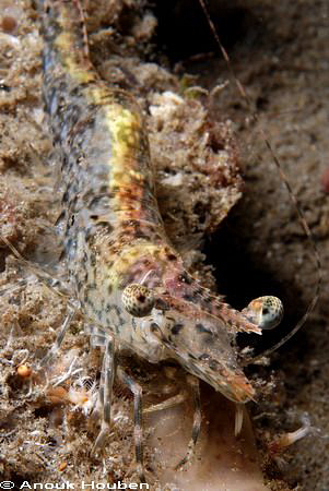 Large prawn. Picture taken under the pier in Dauin, Negros. by Anouk Houben 