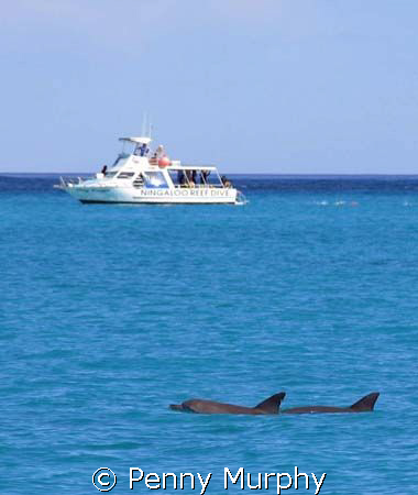 Local dive boat and dolphins by Penny Murphy 