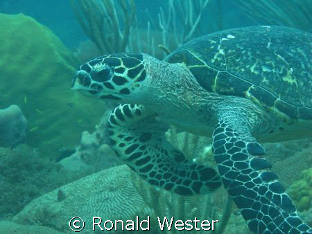 Taken with Canon G9 off the coast of NW Puerto Rico by Ronald Wester 