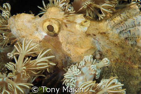 SCORPION FISH IN SOFT CORAL by Tony Makin 