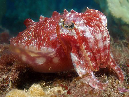 Red Cuttle, Kurnell by Doug Anderson 