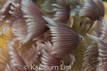 Social Feather Dusters. Nikon D300, 60mm Macro, Woody's D... by Kay Burn Lim 