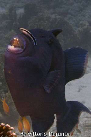 Pseudobalistes Fuscus by Vittorio Durante 
