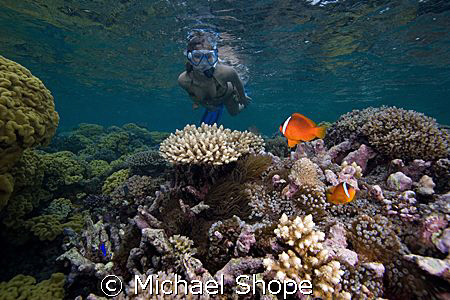 My wife snorkeling with clown fish on the Qamea reef in F... by Michael Shope 