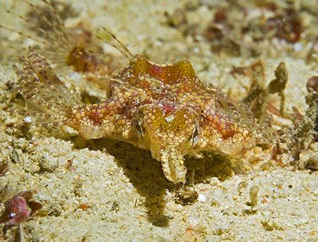 Dragon Sea Moth (Eurypegasus draconis) from Anilao. Nikon... by Jim Chambers 
