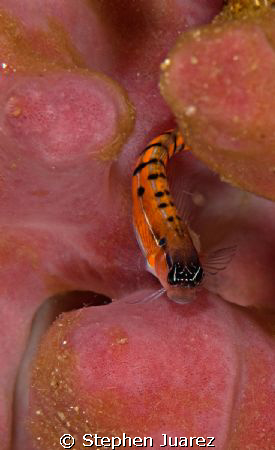 Very small and very shy couldn't find a good match in the... by Stephen Juarez 