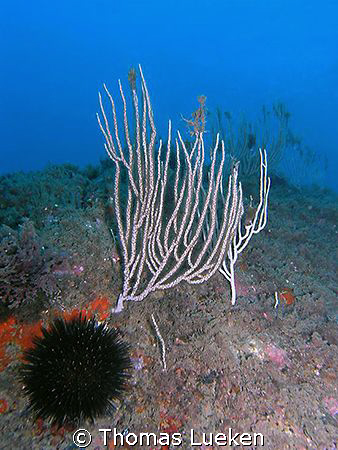 found in Estartit, Oly 5060 by Thomas Lueken 