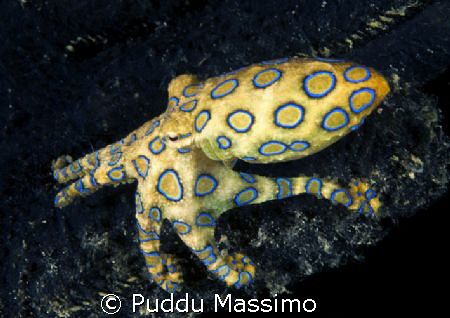 bunaken park ,indonesia nikon d2x 60mm macro Blue-ring oc... by Puddu Massimo 