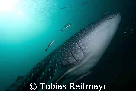 Whaleshark, suddenly approaching after a deep dive, I was... by Tobias Reitmayr 