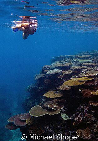 Susan snorkeling on Horse Shoe reef. by Michael Shope 