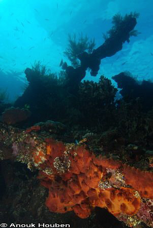 Picture taken on the Liberty wreck in Tulamben, North-eas... by Anouk Houben 