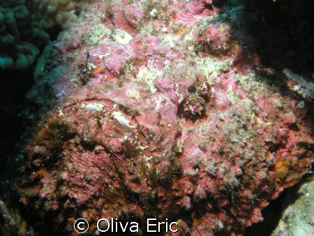 Poisson pierre by Oliva Eric 