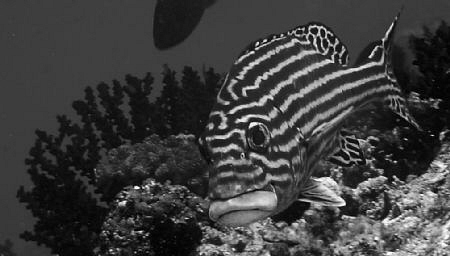 Nikon D80, B&W by Andy Kutsch 