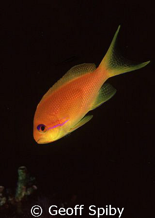 lone anthia by Geoff Spiby 