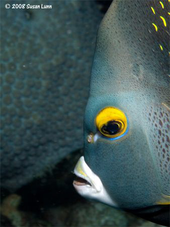 Angelface
Bonaire, Canon 400D, 60mm by Susan Lunn 