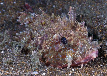 Scorpion fish. Galapagos. D200, 60mm. by Derek Haslam 