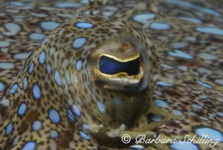 Eye to Eye with a peacock flounder in Saba! by Barbara Schilling 
