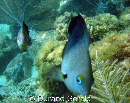 kiss me! nice demoiselle from tobago cay's by Durand Gerald 
