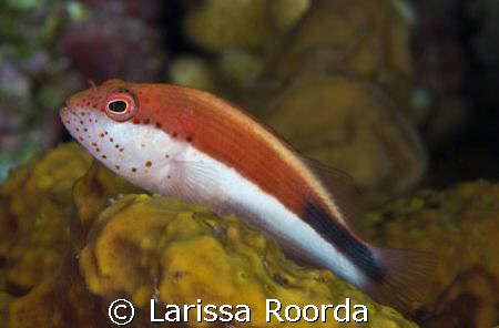 Paracirrhites forsteri, FRECKLED HAWKFISH.   by Larissa Roorda 