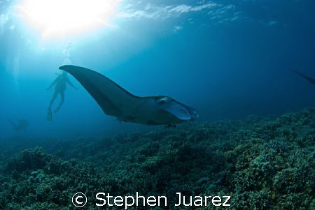 Maui Mantas come in to a cleaning station late afternoon by Stephen Juarez 
