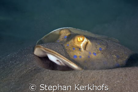 bluespotted stingray (taeniura meyeni) taken in Na'ma Bay. by Stephan Kerkhofs 