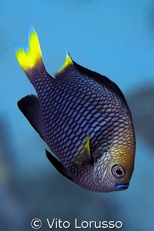 Fish by Vito Lorusso 