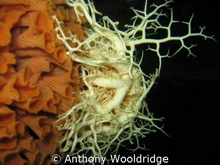 A  very rare sight, an albino basket star, taken at gasmi... by Anthony Wooldridge 