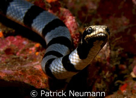 SeaCobra posing for my Canon 400D & 60mm macro lens at Sh... by Patrick Neumann 