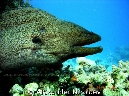 Moray size is around 8-10 ft. by Alexander Nikolaev 