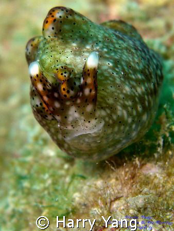 Casio EX-Z1000.  8mm  F/5.6 1/60Sec. 2008/6/8. Hou 
Bi H... by Harry Yang 