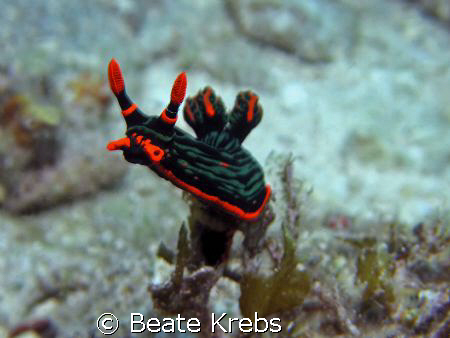 Nembrotha Kubaryana, Canon S70 with Macro Lens by Beate Krebs 