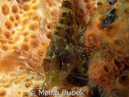 Fish / Oly c5060wz, macro lens / Sistiana, Trieste bay  by Melita Bubek 