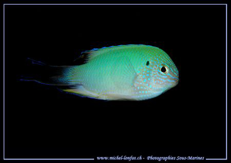 A "Demoiselle" on a black back ground :O) by Michel Lonfat 