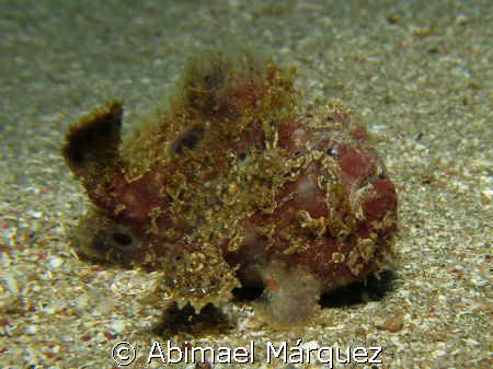 Juvenile Frogfish, Crash Boat, Aguadilla by Abimael Márquez 