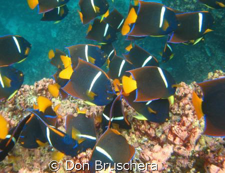 Shot this in the Galapagos near the surface. Didn't expec... by Don Bruschera 