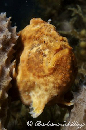 Just came back from a dive in Anse d'Arlet/Martinique, wh... by Barbara Schilling 