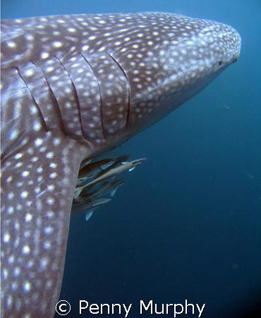 Whaleshark portait, Ningaloo Reef by Penny Murphy 