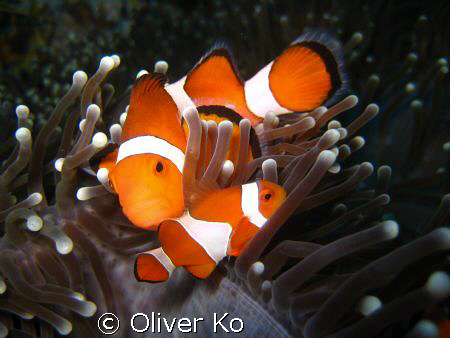 cute shot of nemo in mactan, cebu by Oliver Ko 