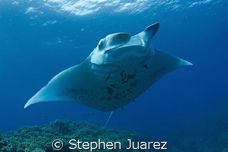 Manta cleaning station Maui, Nikon D200 ,10-17mm Tokina, ... by Stephen Juarez 