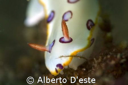Nudibranchio by Alberto D'este 