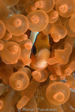 I've been framed! Pic taken at Kapalai Island, Sabah, Mal... by Mohan Thanabalan 