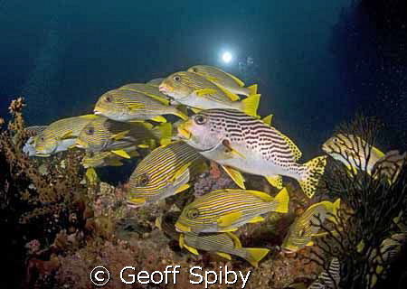 sweetlips, Raja Ampat by Geoff Spiby 